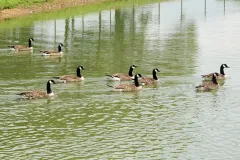 vir613_almstesti23.webp