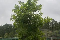 VIRCCS-4963.webp