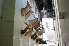 mv_hist04