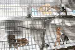 mv_spca_newm02