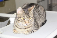 mv_spca_newm03