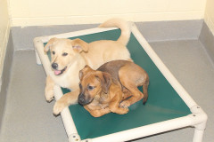 mv_spca_newm04