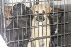 mv_spca_newm05