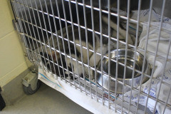 mv_spca_newm07
