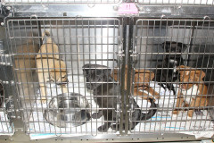 mv_spca_newm08