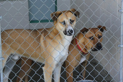 mv_spca_newm09